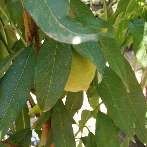 פרי אפרסק